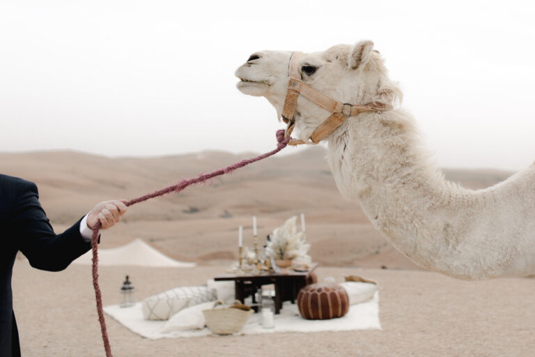 agafay desert camel ride