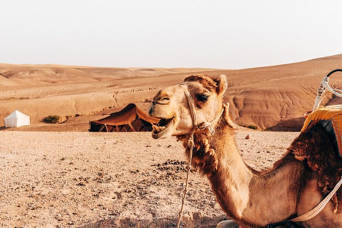 Camel ride Agafay Desert Marrakech morning session
