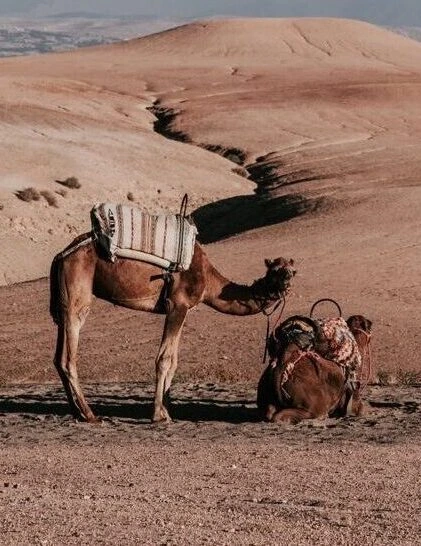 Deux chameaux sellés dans les dunes du désert d'Agafay près de Marrakech